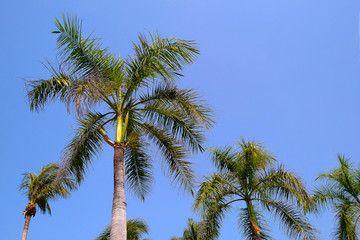 Obraz na płótnie Canvas Palm trees against blue sky. Space for text.
