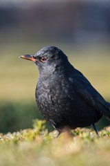 The blackbird (Turdus merula) is a songbird living throughout Europe and South Asia.
