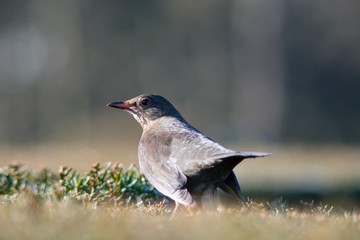 The blackbird (Turdus merula) is a songbird living throughout Europe and South Asia.