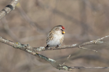 The Common redpoll on the branch in winter