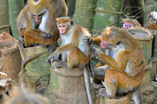 Monkey  family in nature habitat, Toque macaque (Macaca sinica)	