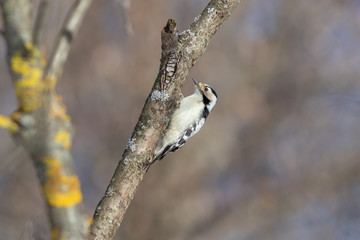 The female of bird Lesser spotted woodpecker 