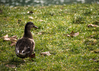 Female mallard duck on the bank of the river