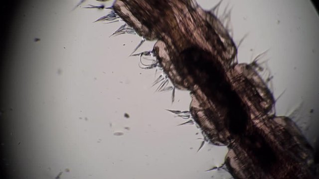 Needle body of a bloodworm Chironomidae moves in dirty water close-up in microscope. Theme of micro biology and scientific microscopy. Microscopic protozoa in a drop of water magnification.