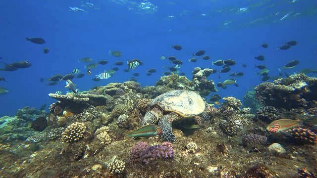 Hawksbill Sea turtle (Eretmochelys imbricata) swims and eats on a coral reef.