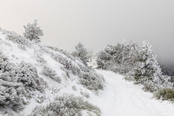 Snow-covered trees in the mountains of Guadarrama in Madrid, Spain