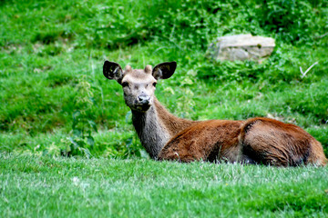 Deer resting in the grass looking towards the photo lens