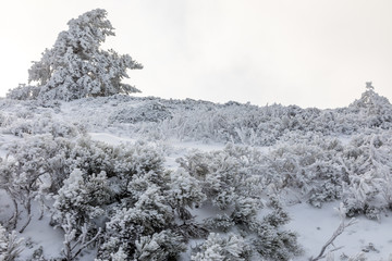 Snow-covered trees in the mountains of Guadarrama in Madrid, Spain