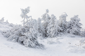 Snow-covered trees in the mountains of Guadarrama in Madrid, Spain