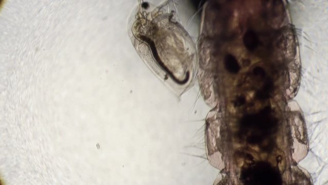 The larva of the mosquito moth and crustacean Daphnia swim in place. Theme of laboratory biological research under microscope. Microscopic protozoa in a drop magnification. Microcosmic background