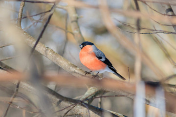 The male of Eurasian bullfinch on the branch