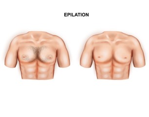 Illustration of the male breast hair