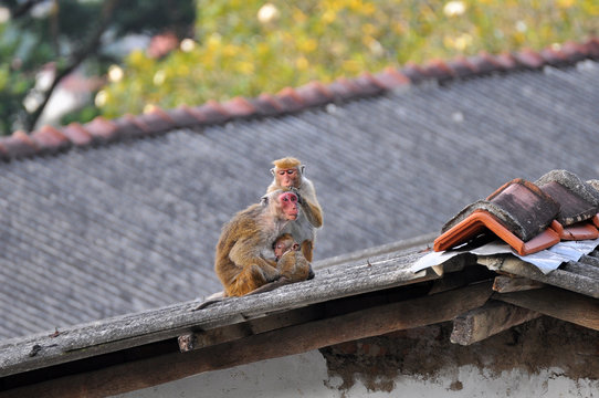 Monkey  family in the town on the roof,  Toque macaque (Macaca sinica). Sri Lanka