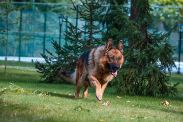 Dog German Shepherd moves, plays and jumps on a green lawn. Pedigree dog outdoors on a sunny summer day.