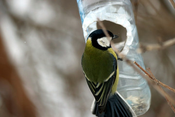 great tit on branch