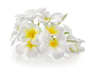 Obraz na płótnie Canvas Frangipani flower isolated on white