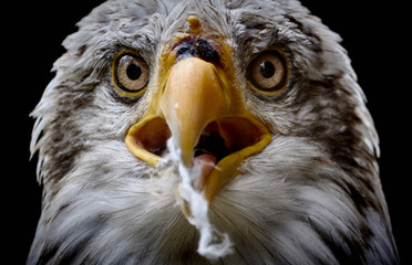 Isolated bald eagle (Haliaeetus leucocephalus) portrait and close-up