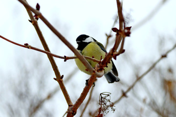 blue tit on branch