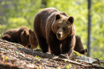 Dominant female of brown bear, ursus arctos, with big claws walking through the sunny woods with her babies in the background. Bear family grazing on the leaves and in the sun.