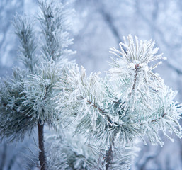 Winter tree with snow