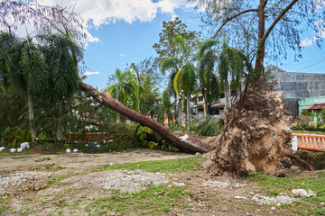 Fototapeta na wymiar Uprooted tree caused by typhoon Ursula in Buruanga town, Aklan Province, Philippines