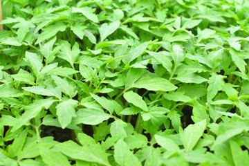 young tomato sprouts, growing seedlings.Rows of tomato plants on an agricultural plantation. Selective focus.
