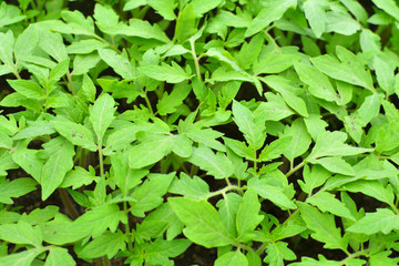 young tomato sprouts, growing seedlings.Rows of tomato plants on an agricultural plantation. Selective focus.