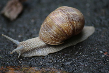 Schnecke