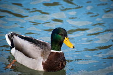 Male mallard duck in the water with blue background 