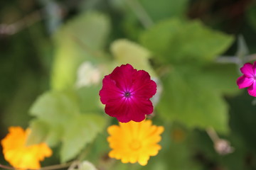 Fototapeta premium Różowy kwiat, firletka kwiecista, Lychnis coronaria, Silene coronaria