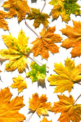 Fallen colorful autumn maple leaves isolated on white background with copy space.