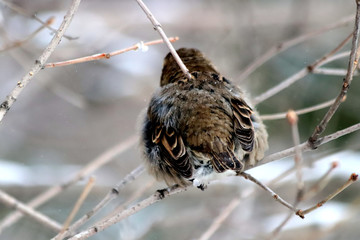 sparrow on fence
