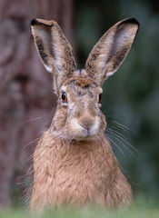 Hase Osterhase Wild