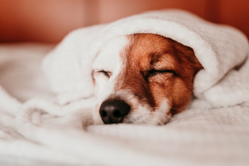 cute small jack russell dog resting on bed on a sunny day covered with a blanket