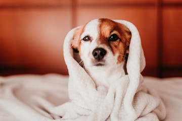 cute small jack russell dog resting on bed on a sunny day covered with a blanket