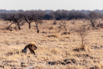 Impression of a Male Lion - Panthera leo- resting on the plains of Etosha national park, Namibia- catching the early morning sun.