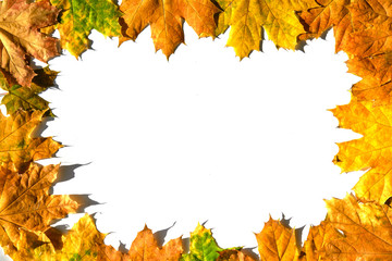 Naklejka na ściany i meble Mockup frame from colorful autumn maple leaves on white background.