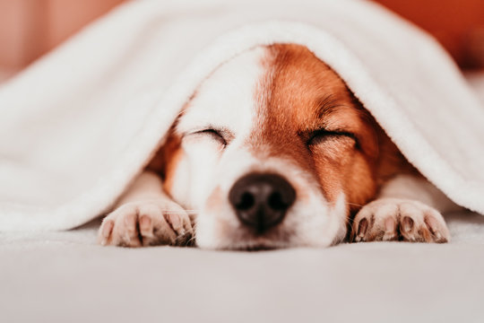 cute small jack russell dog resting on bed on a sunny day covered with a blanket