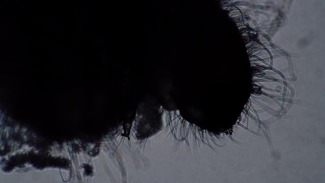 Larva of a home pest The drugstore beetle infecting food. Theme of infected food in human habitation. Silhouette of a beetle larva Stegobium paniceum in a microscope. Domestic parasite close-up
