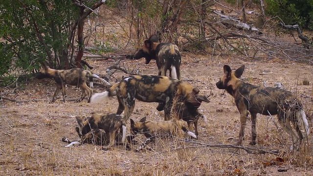 Pack of African wild dog adults and young in Kruger National park, South Africa ; Specie Lycaon pictus family of Canidae