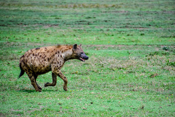 hyena in tanzania