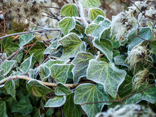 frosted ivy