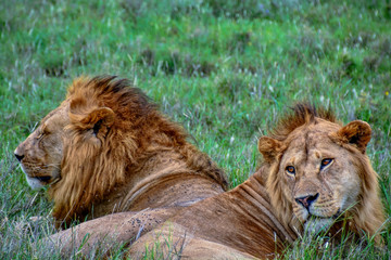 brother lions on the serengeti
