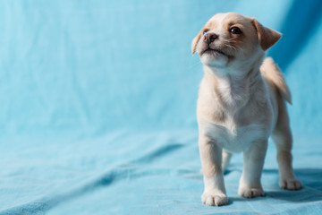 Puppy walking on a blue sheet