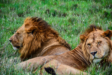 brother lions on the serengeti
