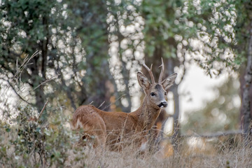 Un corzo en un bosque