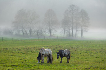Pferde grasen in einer Nebellandschaft