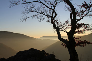 Abendstimmung im Schwarzwald