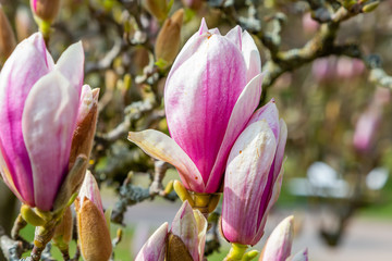 Obraz premium Tulpen-Magnolie (Magnolia × soulangeana)