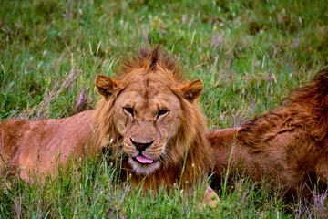 lion in tanzania